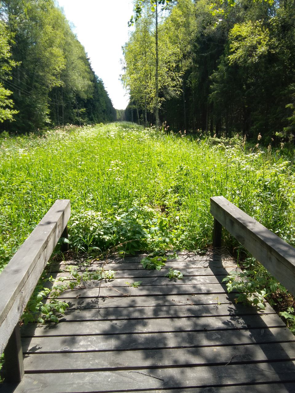 11.06.2023. Мост через овраг, между Язёвкой и Вёксой