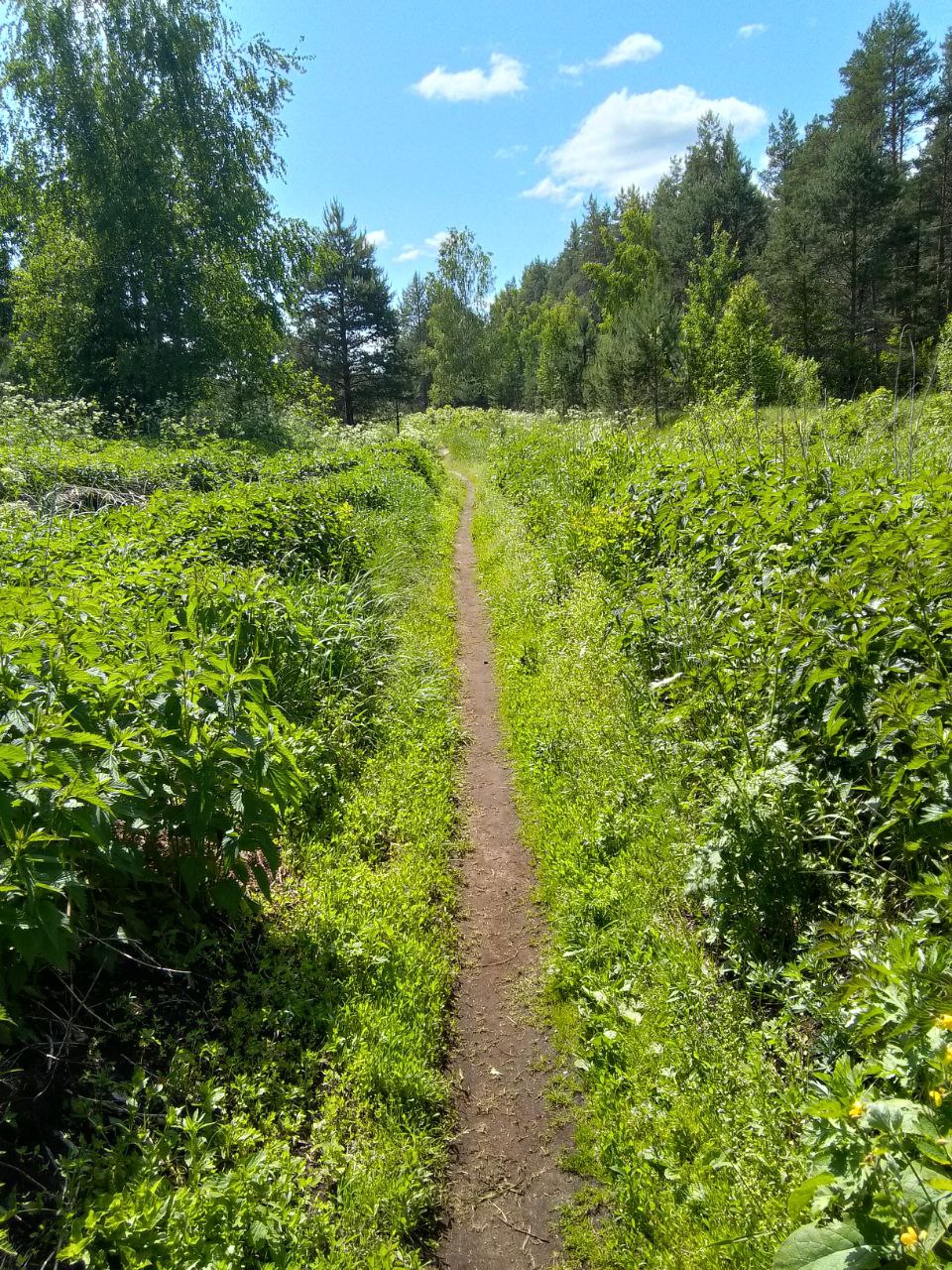 11.06.2023. Хоженая тропа, в конце за деревьями мост через Вёксу