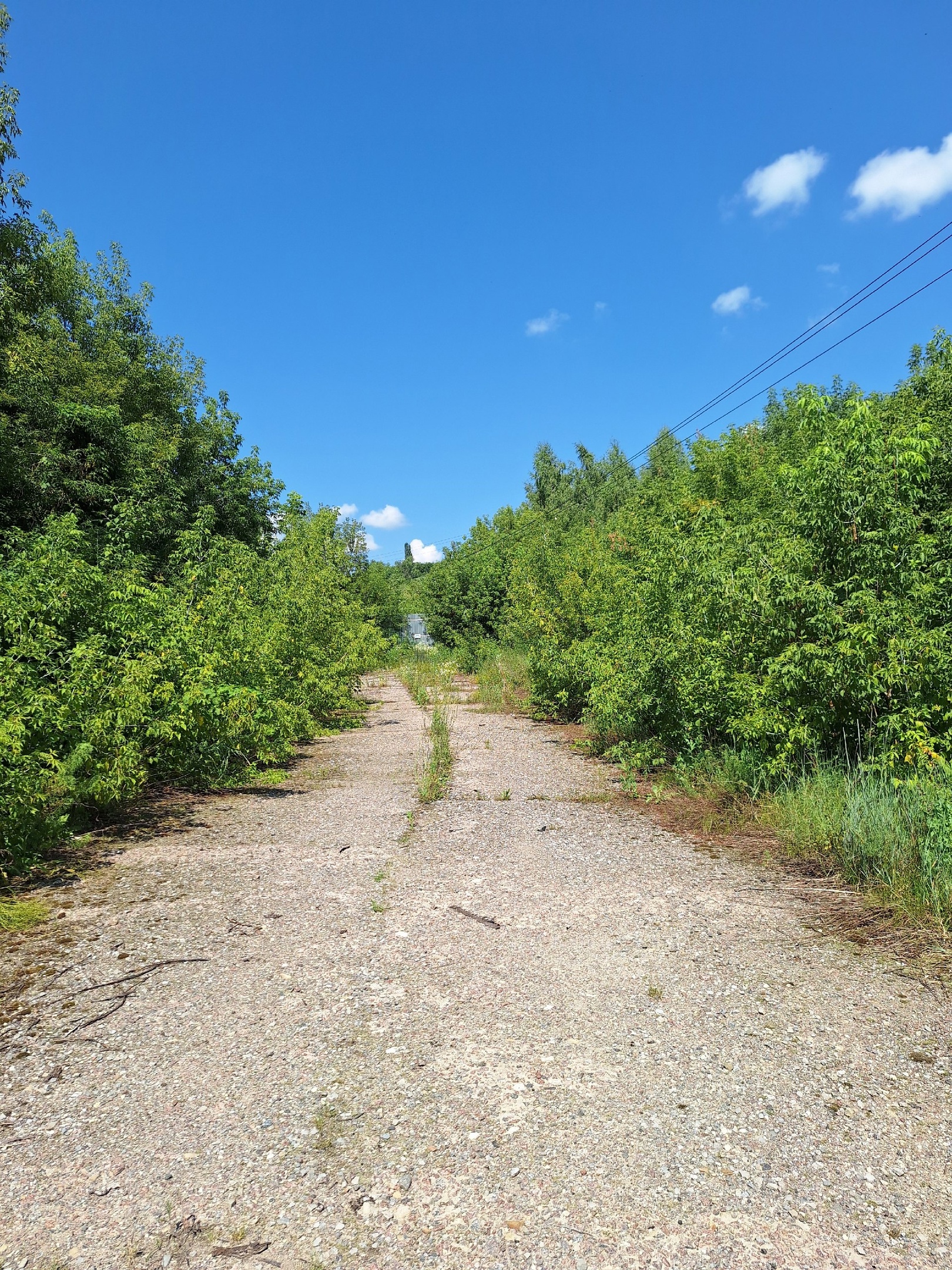 Узкоколейная железная дорога Рамонского сахарного комбината — фотографии, сделанные в 2024 году