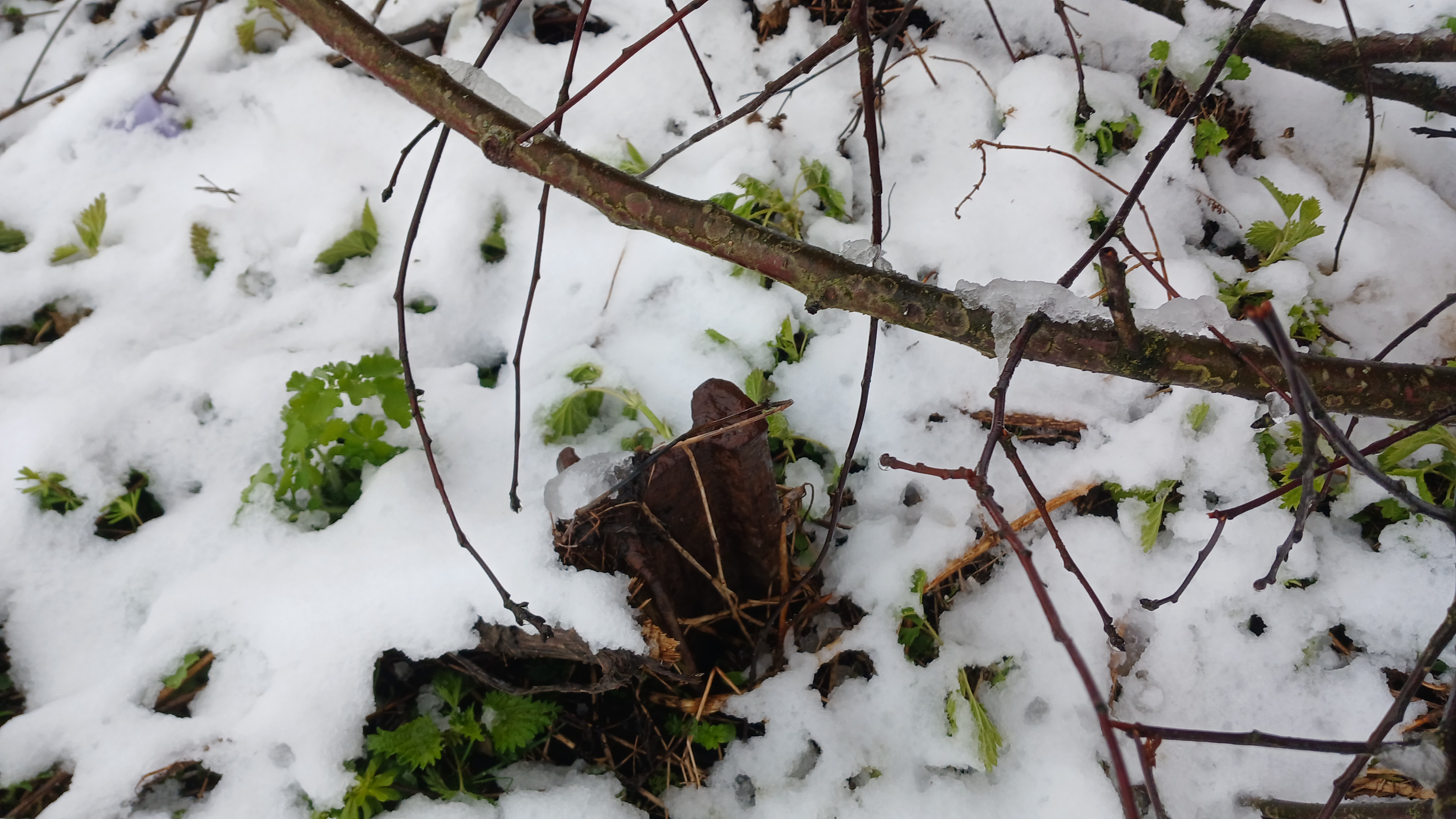 Узкоколейная железная дорога Берендеевского торфопредприятия — фотографии, сделанные в 2025 году (часть 5)