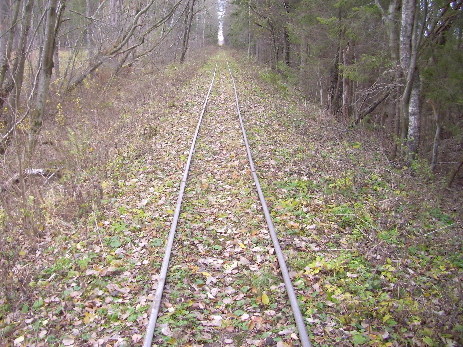 Узкоколейная  железная дорога торфобрикетного завода Березино —  фотографии, сделанные в 2011 году (часть 10)