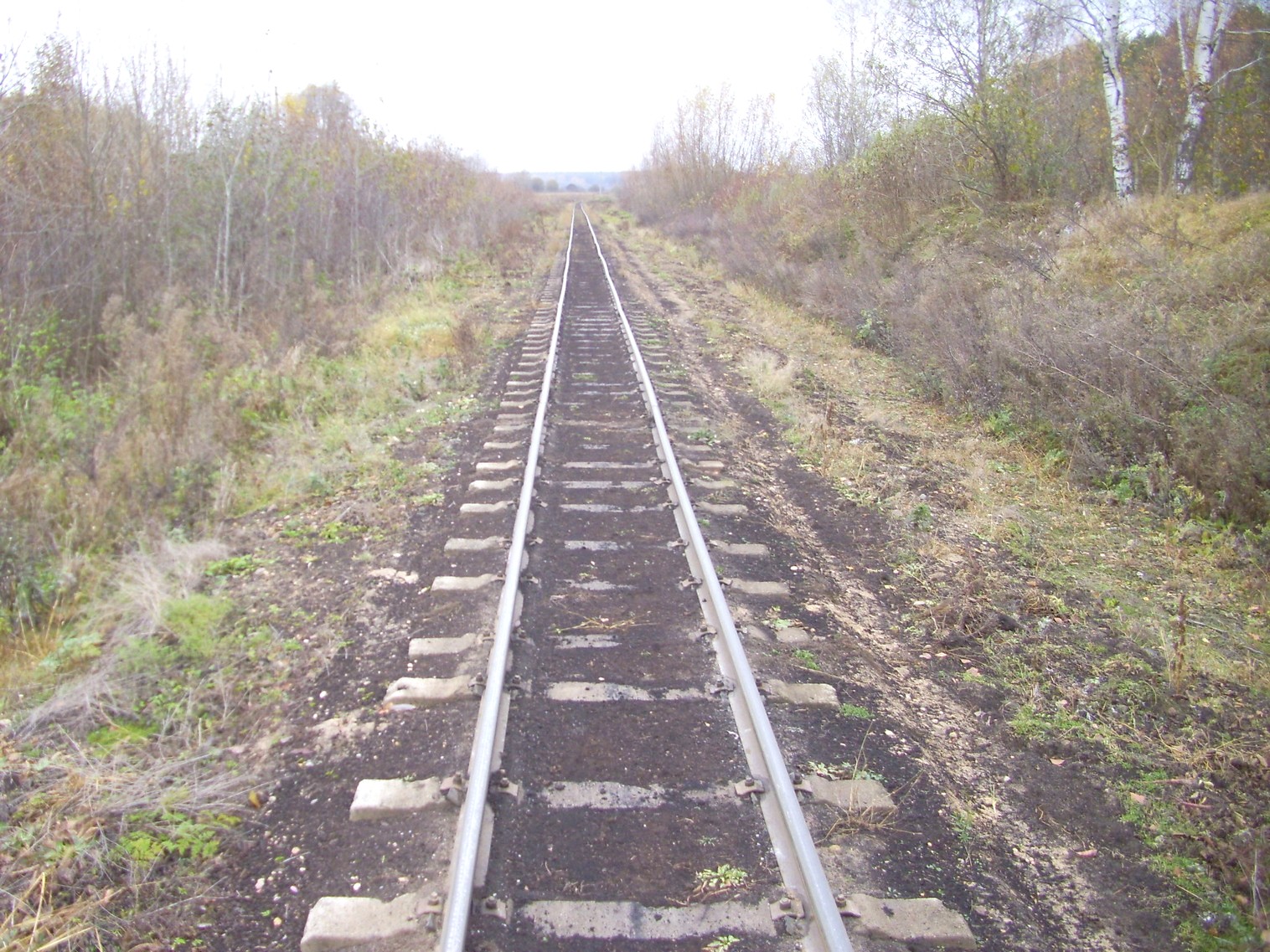 Узкоколейная  железная дорога торфопредприятия «Дитва»   —  фотографии, сделанные в 2011 году (часть 15)