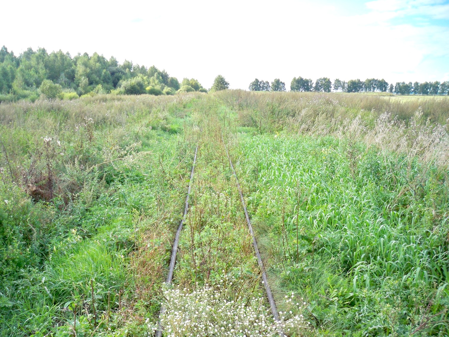 Узкоколейная  железная дорога Нёманского торфопредприятия  —  фотографии, сделанные в 2013 году (часть 19)