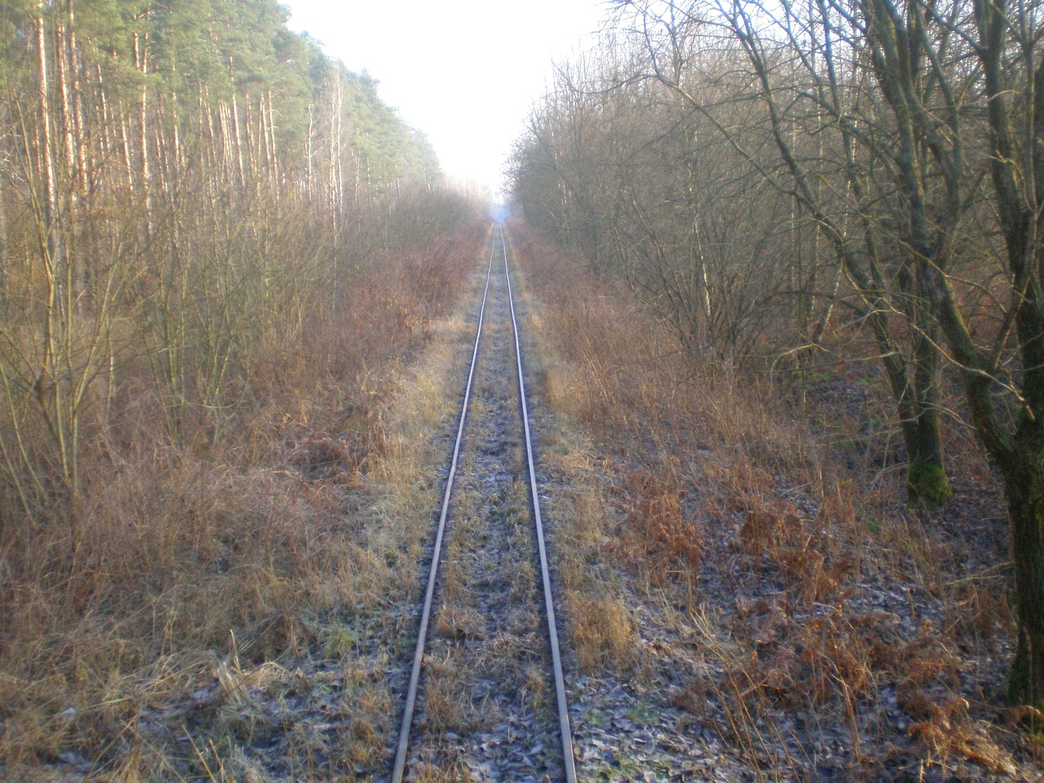 Узкоколейная железная дорога торфопредприятия «Вертелишки» — фотографии, сделанные в 2008 году (часть 7)