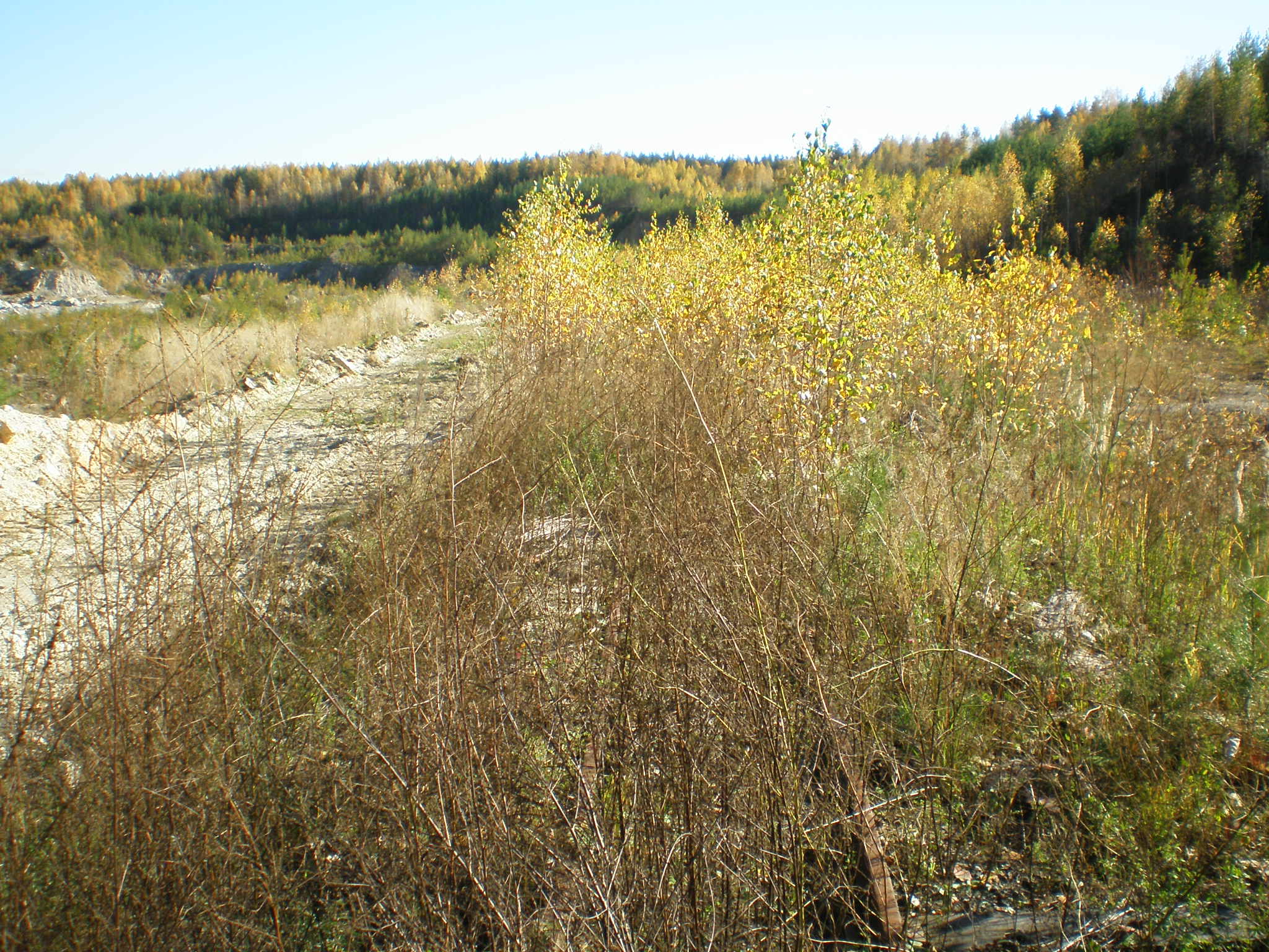 Узкоколейная железная дорога Шабровского талькового комбината — фотографии, сделанные в 2007 году (часть 1)