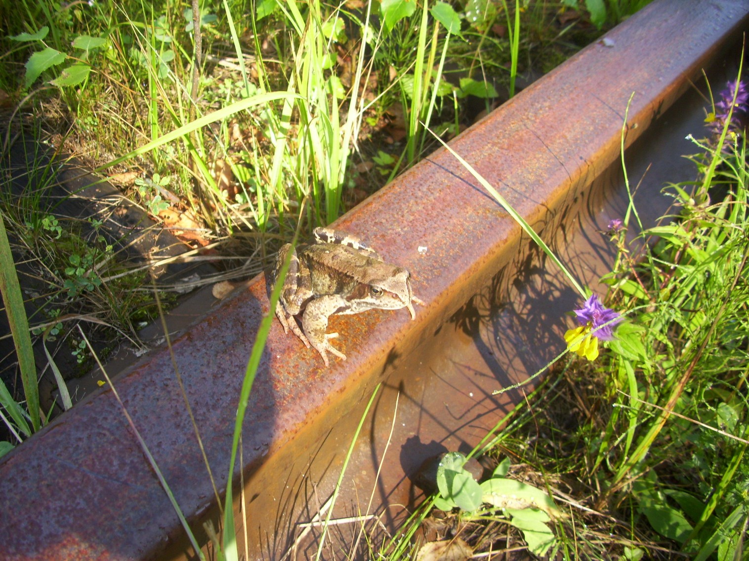 Шортюгская железная дорога
  —  фотографии, сделанные в 2012 году (часть 25)