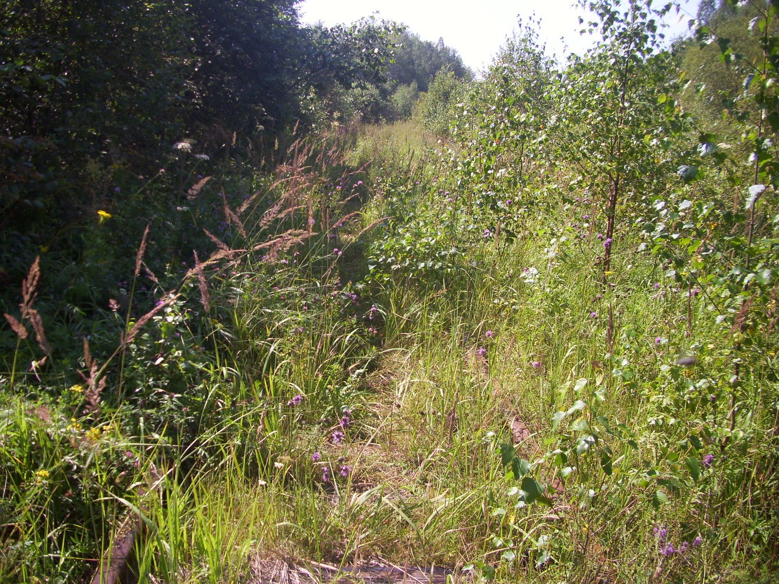 Шортюгская железная дорога
  —  фотографии, сделанные в 2012 году (часть 29)