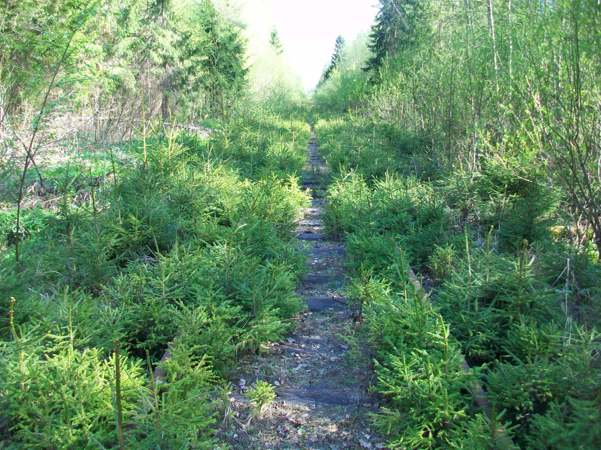 Железнодорожная линия Валдай — Крестцы 
  —  фотографии, сделанные в 2015 году (часть 43)