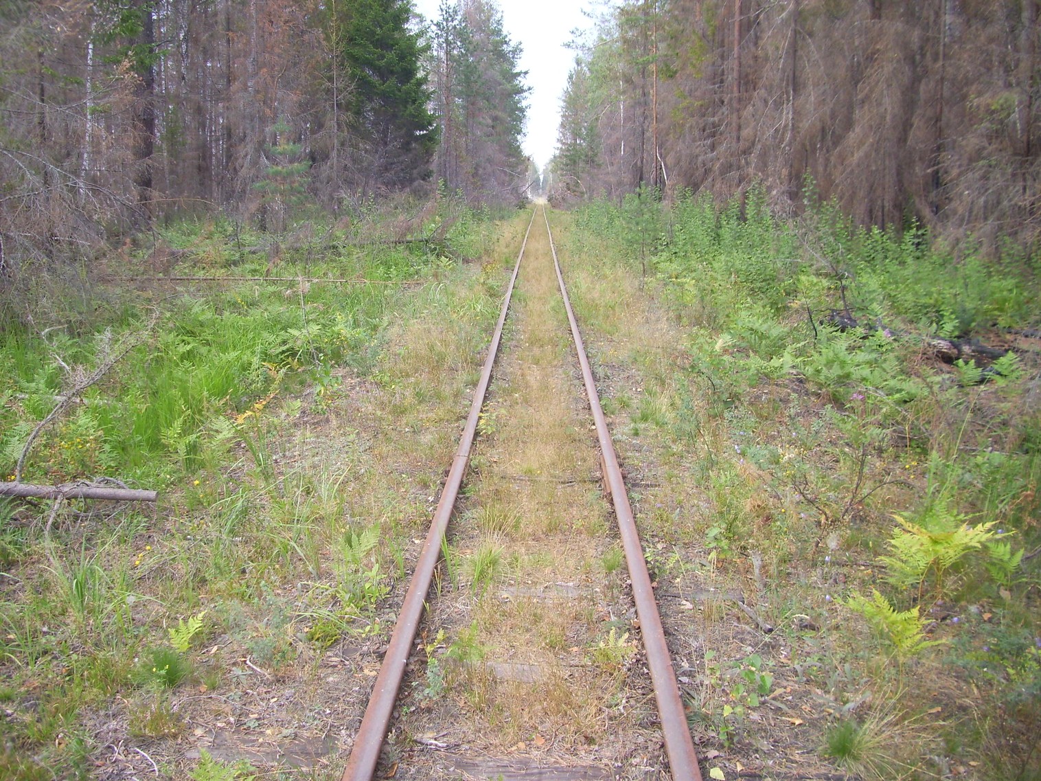 Рязанско-Владимирская узкоколейная железная дорога — фотографии, сделанные в 2011 году (часть 18)