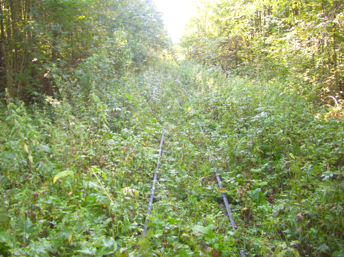 Кневицкая узкоколейная железная дорога — фотографии, сделанные в 2011 году (часть 6)