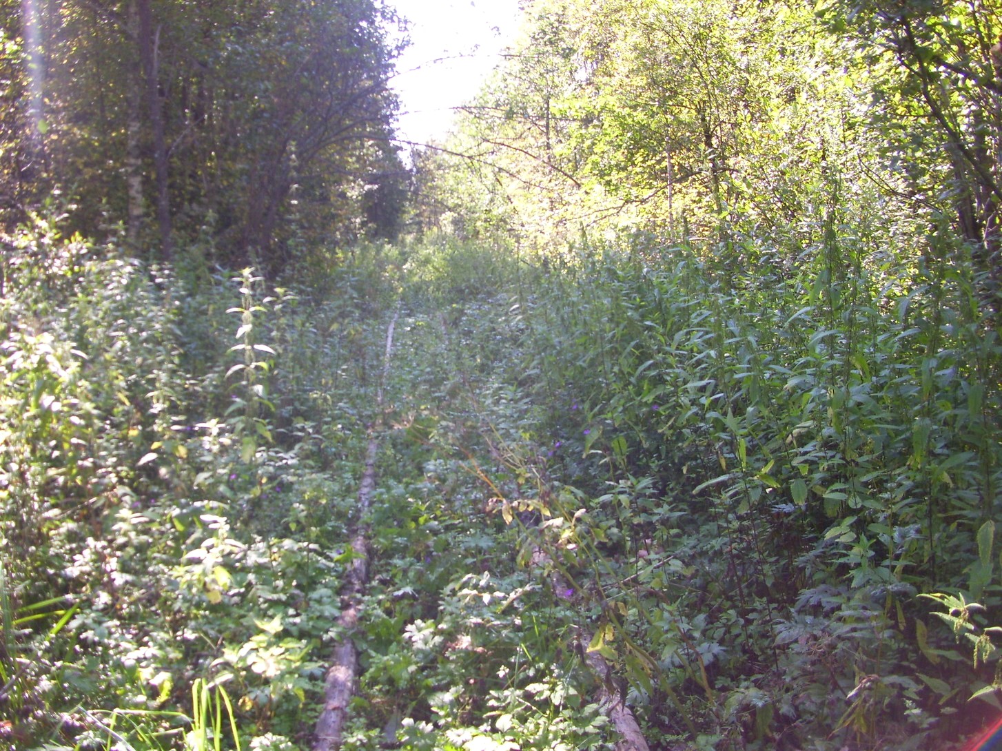 Кневицкая узкоколейная железная дорога — фотографии, сделанные в 2011 году (часть 8)