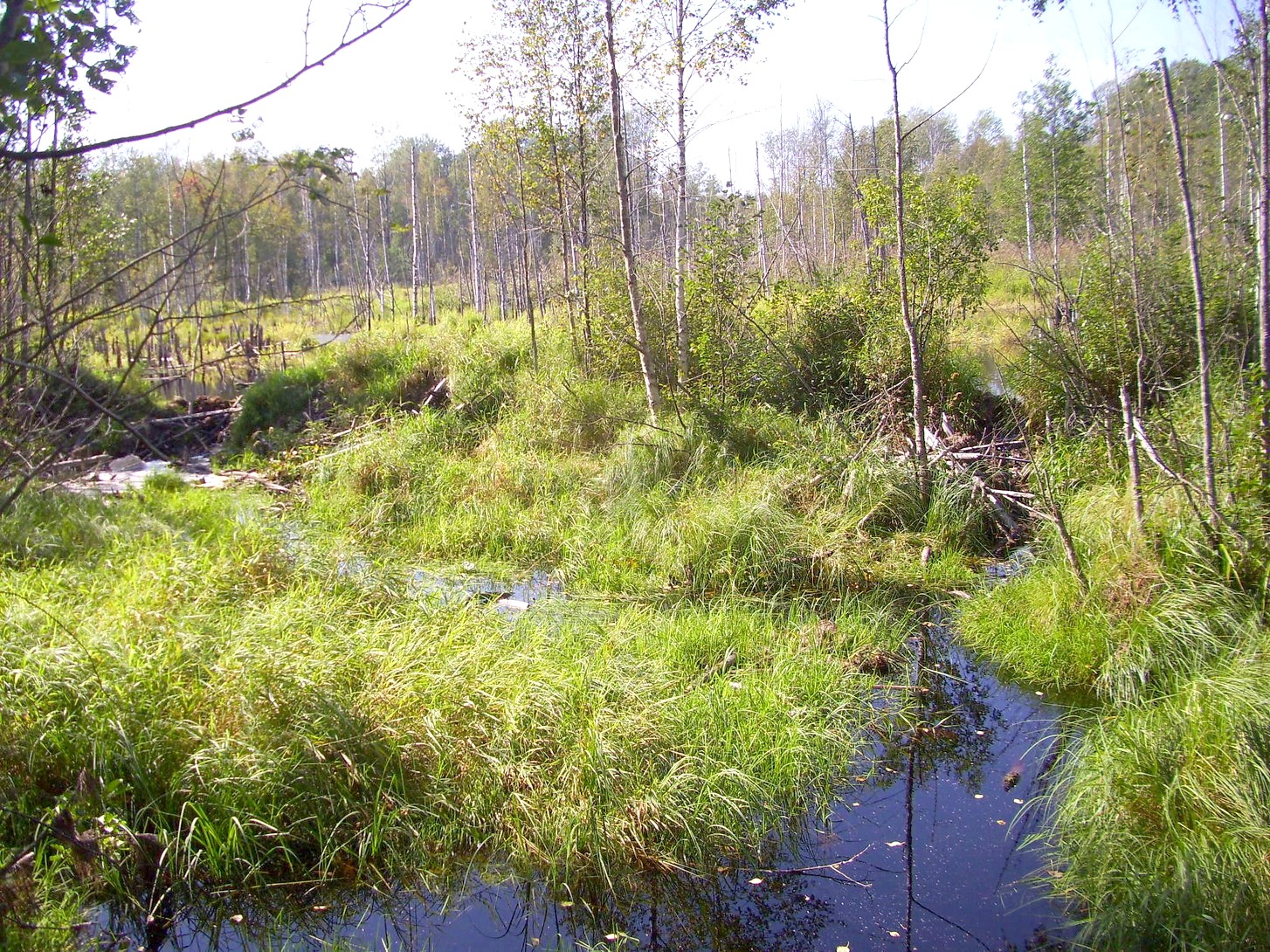 Кневицкая узкоколейная железная дорога — фотографии, сделанные в 2011 году (часть 10)