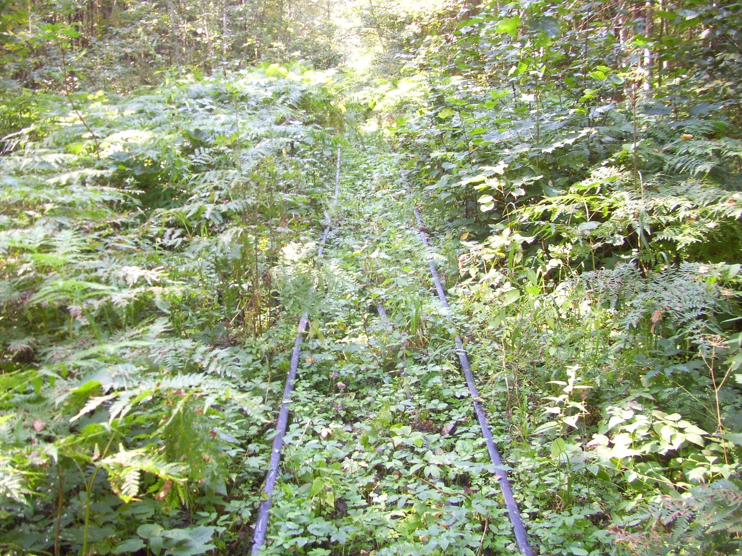 Кневицкая узкоколейная железная дорога — фотографии, сделанные в 2011 году (часть 11)