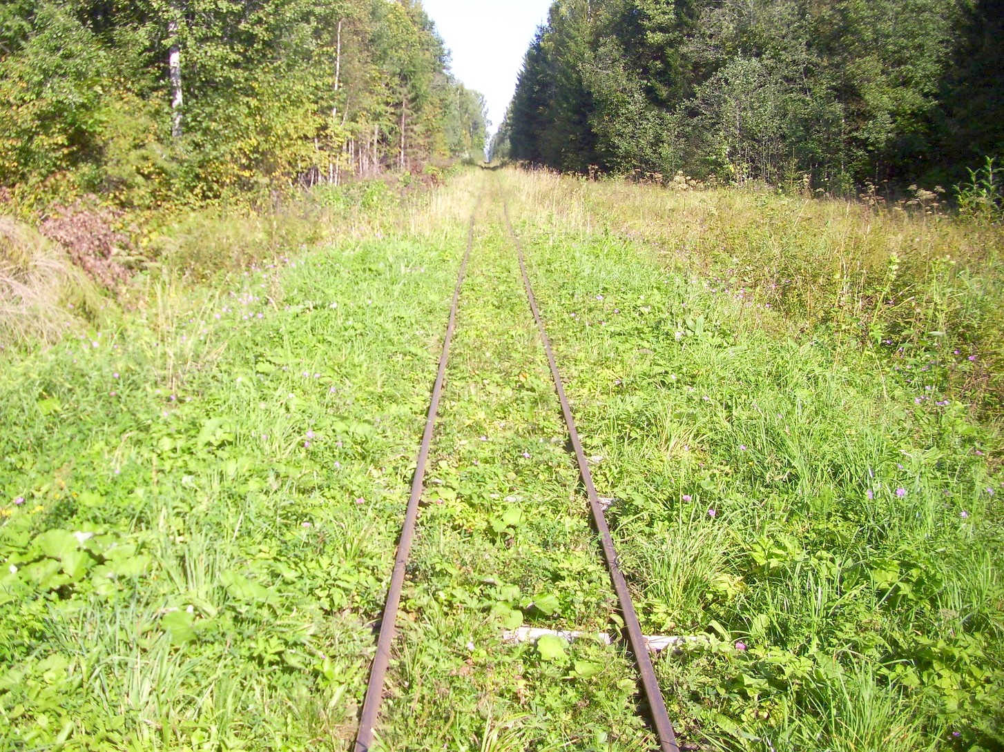 Кневицкая узкоколейная железная дорога — фотографии, сделанные в 2011 году (часть 18)