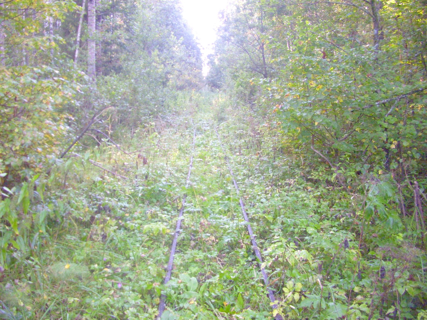 Кневицкая узкоколейная железная дорога — фотографии, сделанные в 2011 году (часть 4)