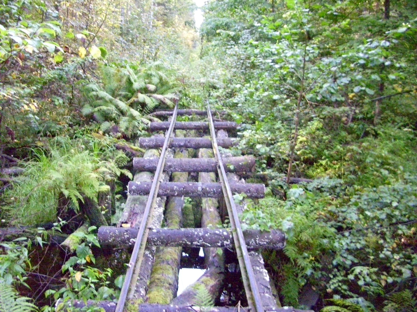 Кневицкая узкоколейная железная дорога — фотографии, сделанные в 2011 году (часть 5)