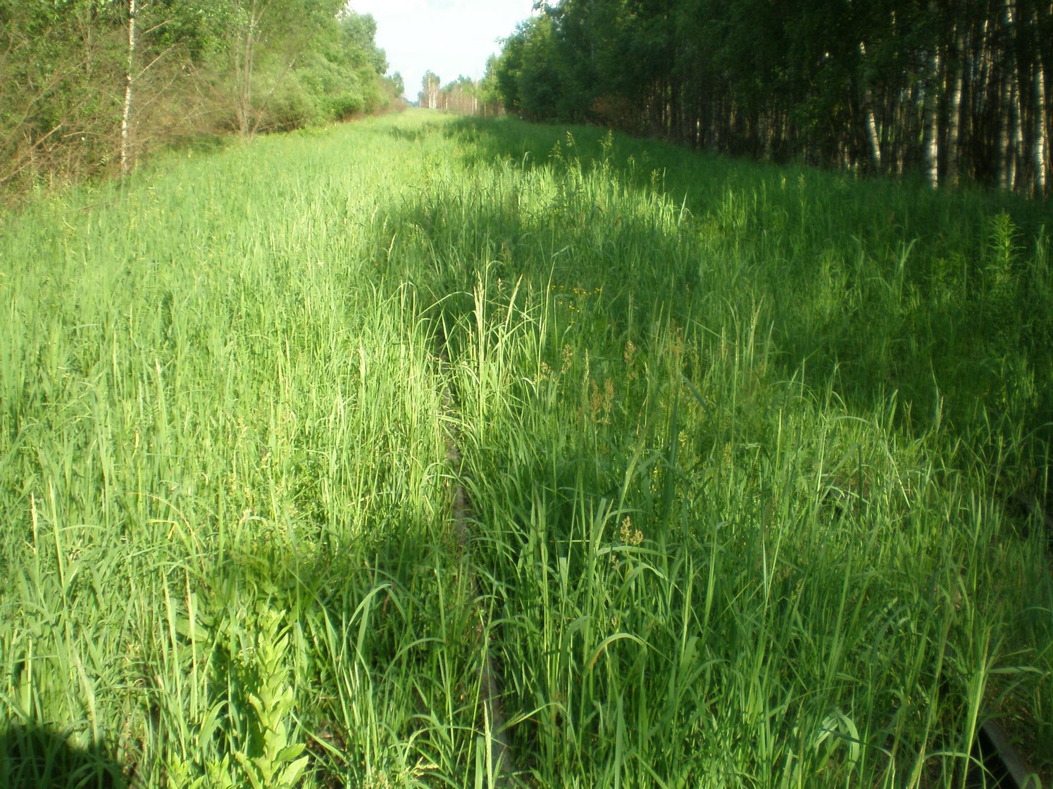 Узкоколейная железная дорога Радовицкого  транспортного управления — фотографии, сделанные в 2009 году (часть 14)