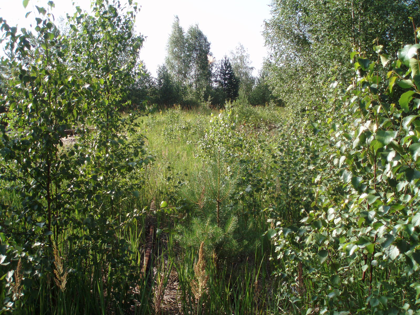 Узкоколейная железная дорога Горьковского предприятия промышленного железнодорожного транспорта — фотографии, сделанные в 2007 году (часть 12)