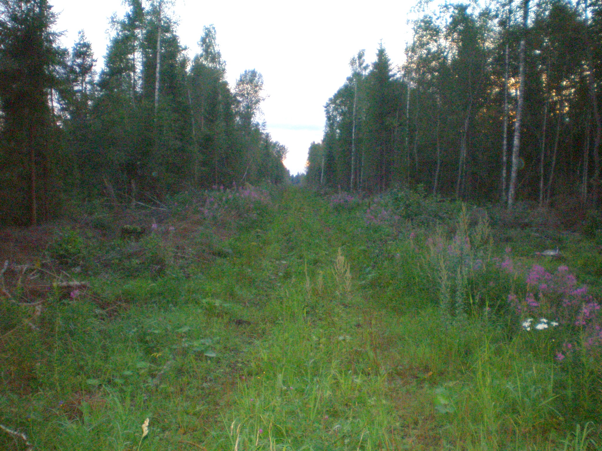 Репольская узкоколейная железная дорога — фотографии, сделанные в 2008 году (часть 1)