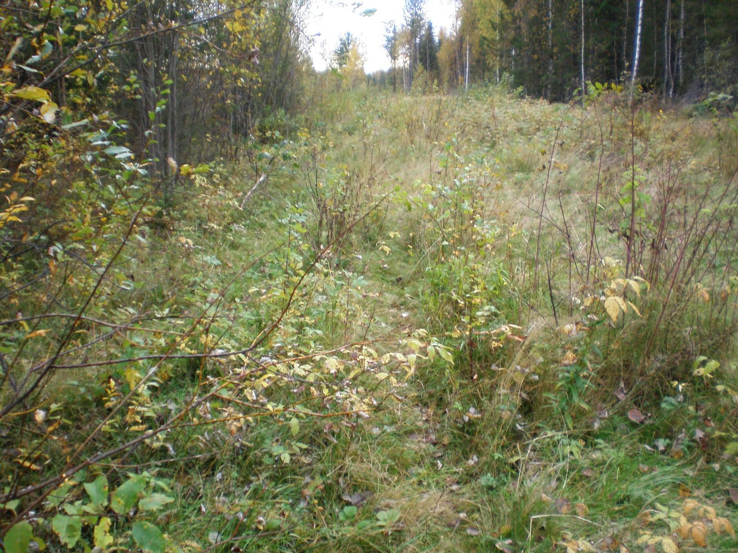 Альмежская узкоколейная железная дорога  —  фотографии, сделанные в 2007 году (часть 1)