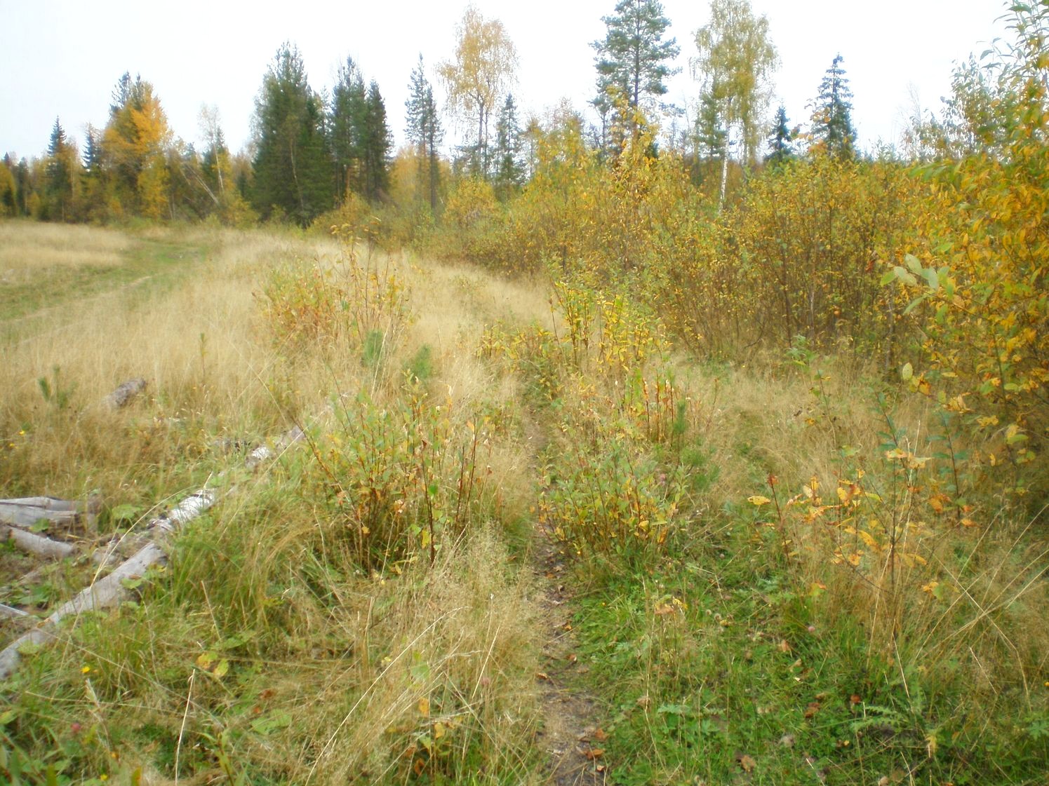 Альмежская узкоколейная железная дорога  —  фотографии, сделанные в 2007 году (часть 2)