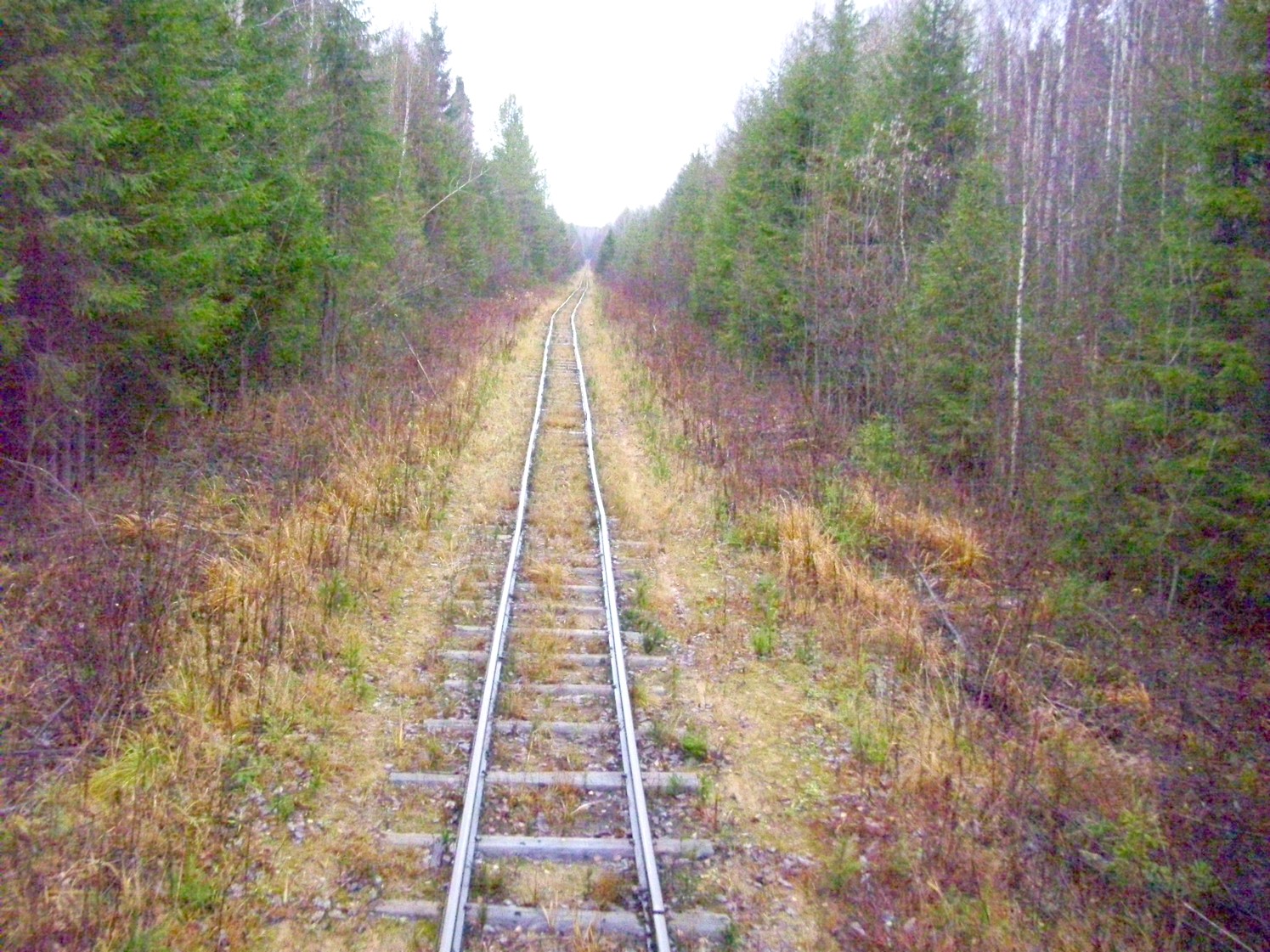 Дубровская узкоколейная железная дорога — фотографии, сделанные в 2009 году (часть 16)