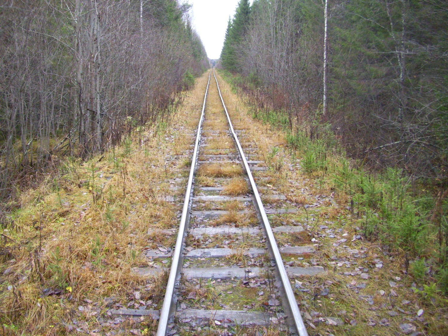 Дубровская узкоколейная железная дорога — фотографии, сделанные в 2009 году (часть 24)