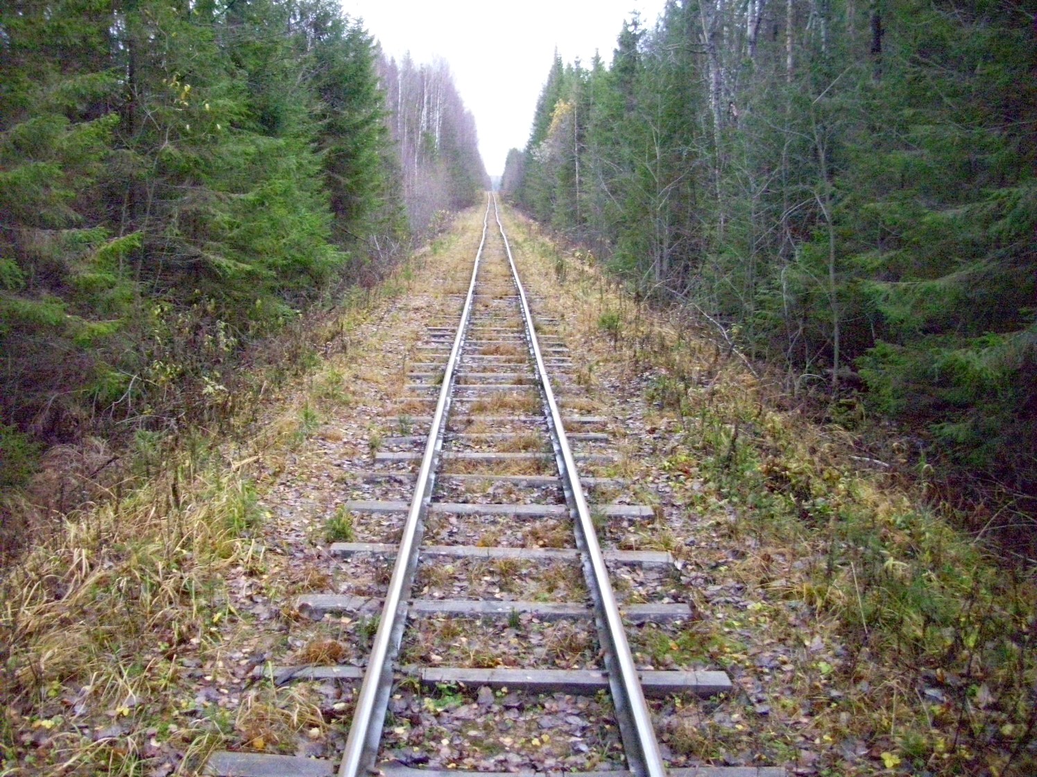 Дубровская узкоколейная железная дорога — фотографии, сделанные в 2009 году (часть 25)
