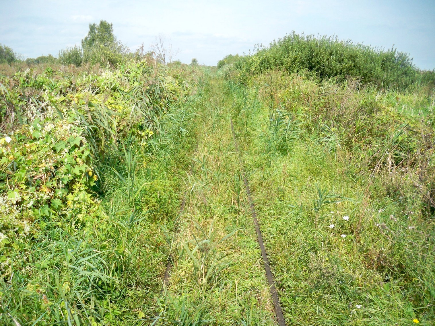 Узкоколейная  железная дорога Кобринского торфопредприятия  —  фотографии, сделанные в 2013 году (часть 5)