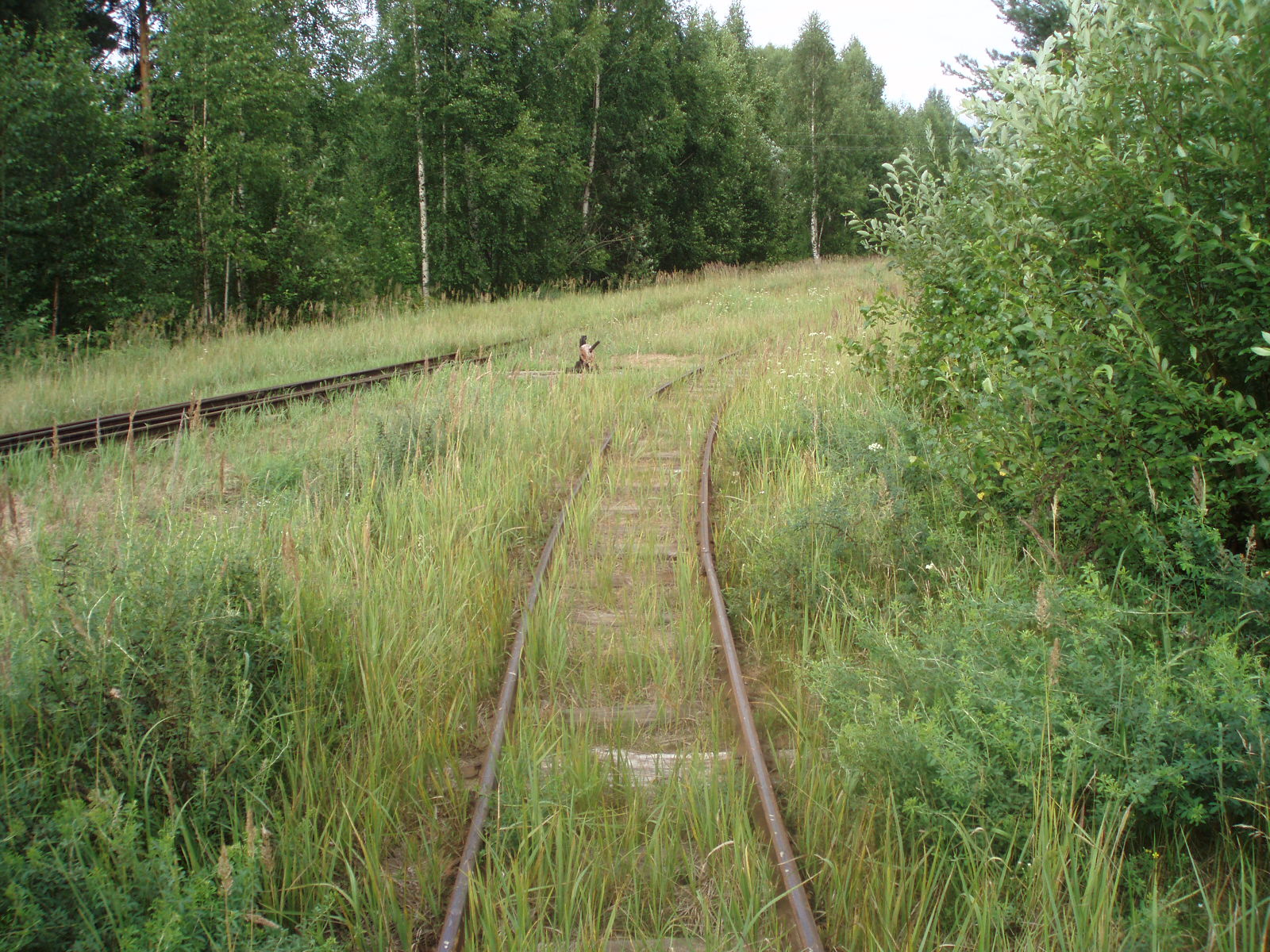 Узкоколейная железная дорога Отворского торфопредприятия  —  фотографии, сделанные в 2007 году (часть 13)