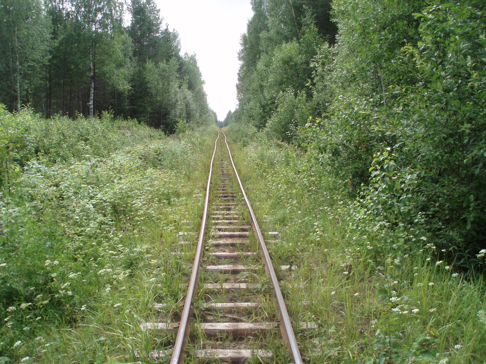 Узкоколейная железная дорога Отворского торфопредприятия  —  фотографии, сделанные в 2007 году (часть 14)