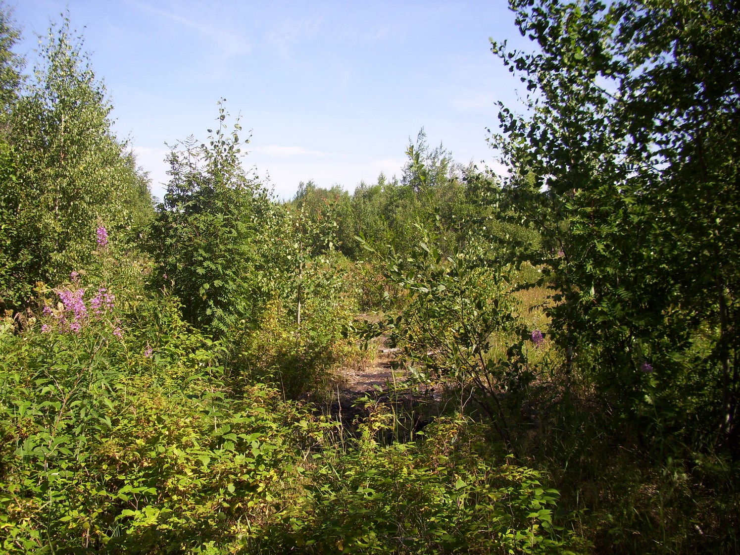 Пуксинская узкоколейная железная дорога — фотографии, сделанные в 2010 году (часть 3)