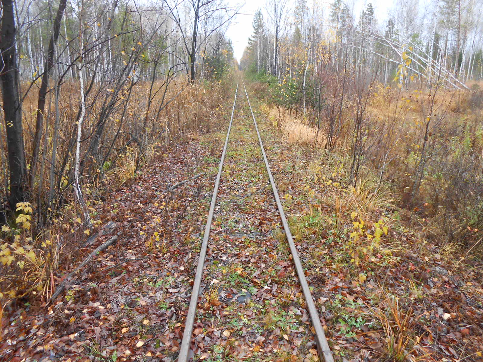Алапаевская узкоколейная железная дорога — фотографии, сделанные в 2014 году (часть 19)