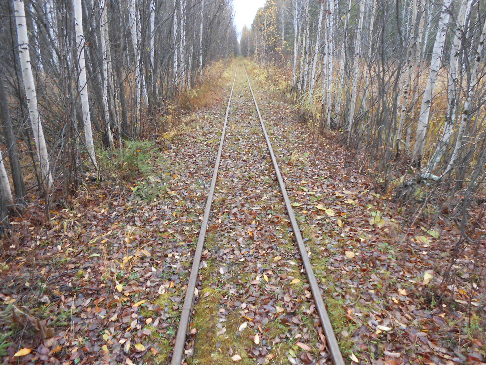 Алапаевская узкоколейная железная дорога — фотографии, сделанные в 2014 году (часть 21)