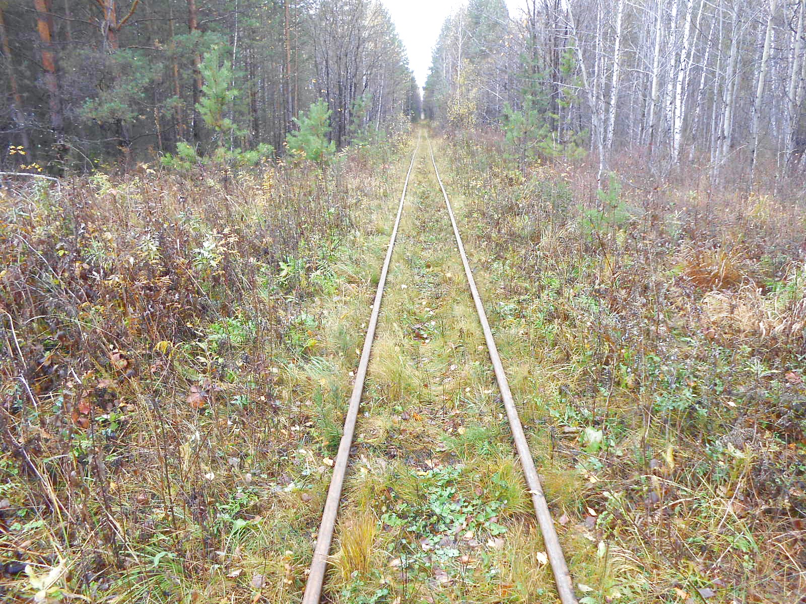 Алапаевская узкоколейная железная дорога — фотографии, сделанные в 2014 году (часть 22)