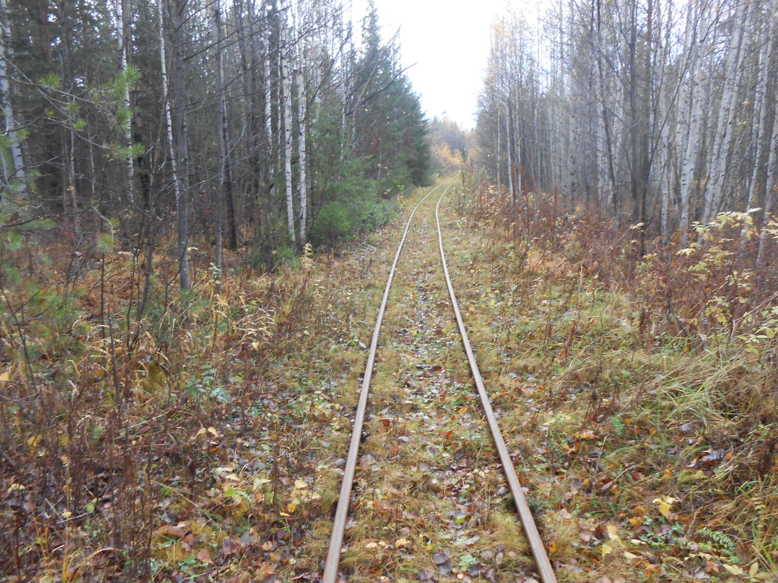 Алапаевская узкоколейная железная дорога — фотографии, сделанные в 2014 году (часть 24)