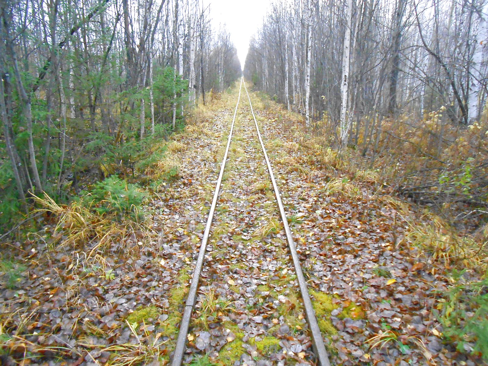 Алапаевская узкоколейная железная дорога — фотографии, сделанные в 2014 году (часть 25)