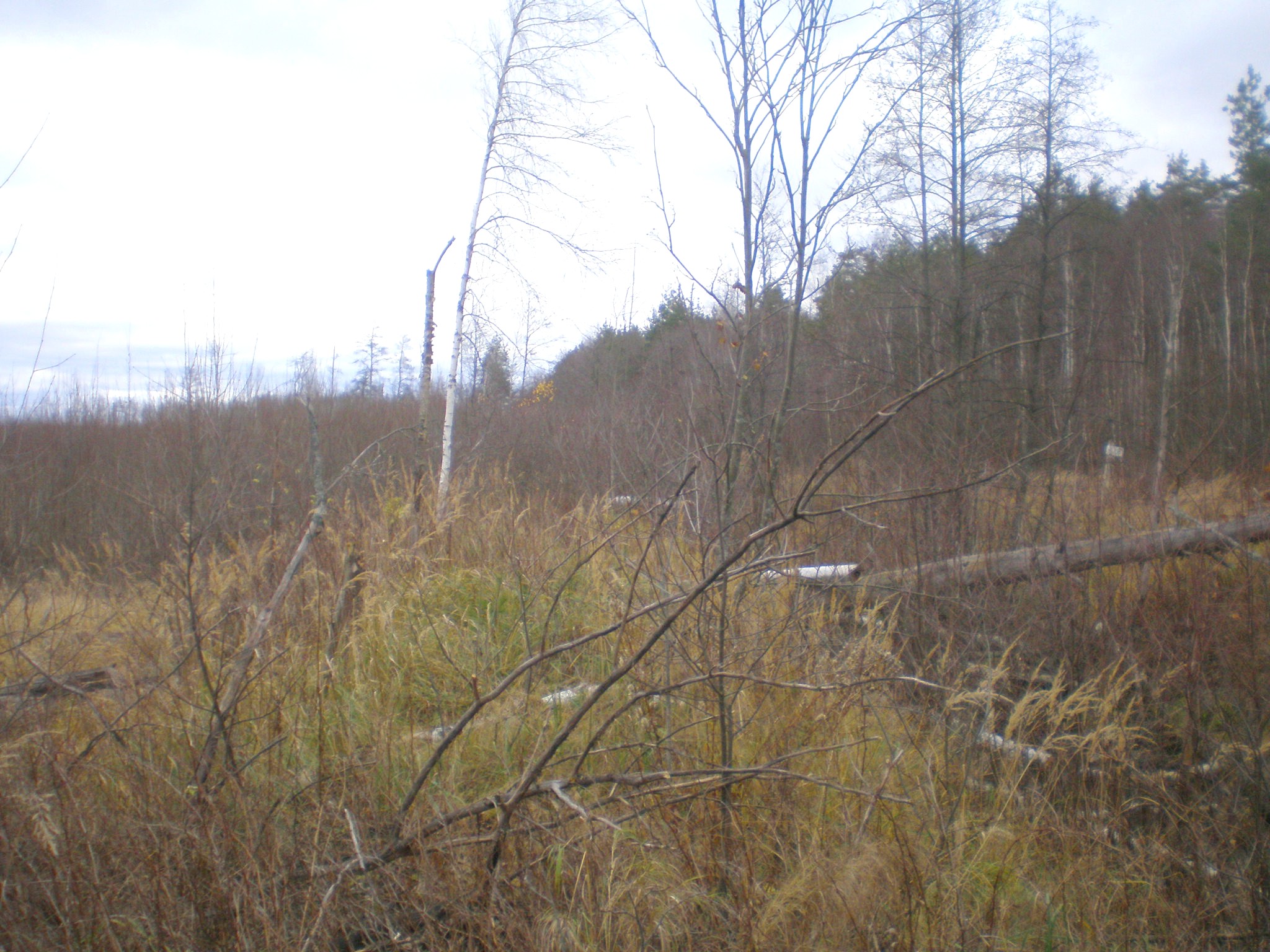 Узкоколейная железная дорога Мишеронского стекольного завода  —  фотографии, сделанные в 2008 году (часть 1)