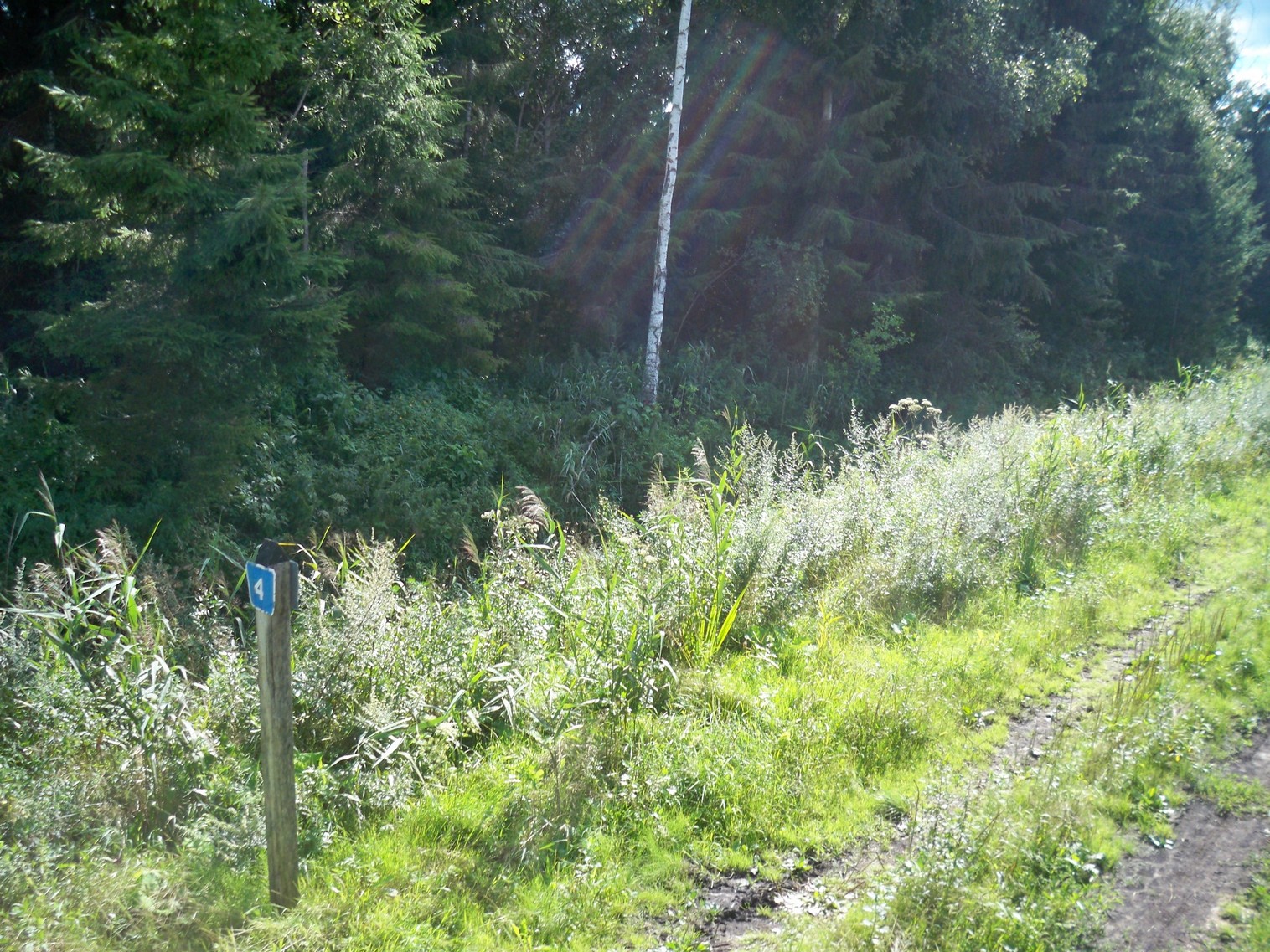 Узкоколейная железная дорога Браславского торфопредприятия
  —  фотографии, сделанные в 2013 году (часть 5)