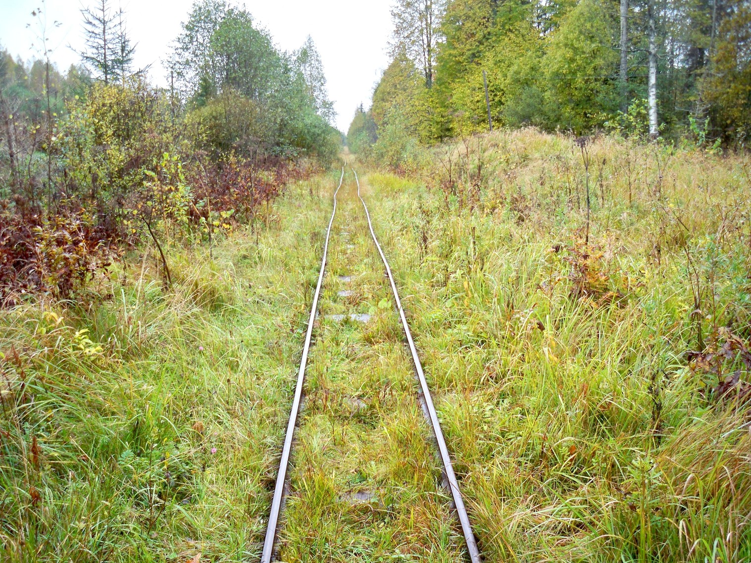 Нелидовская узкоколейная железная дорога 
  —  фотографии, сделанные в 2012 году (часть 8)
