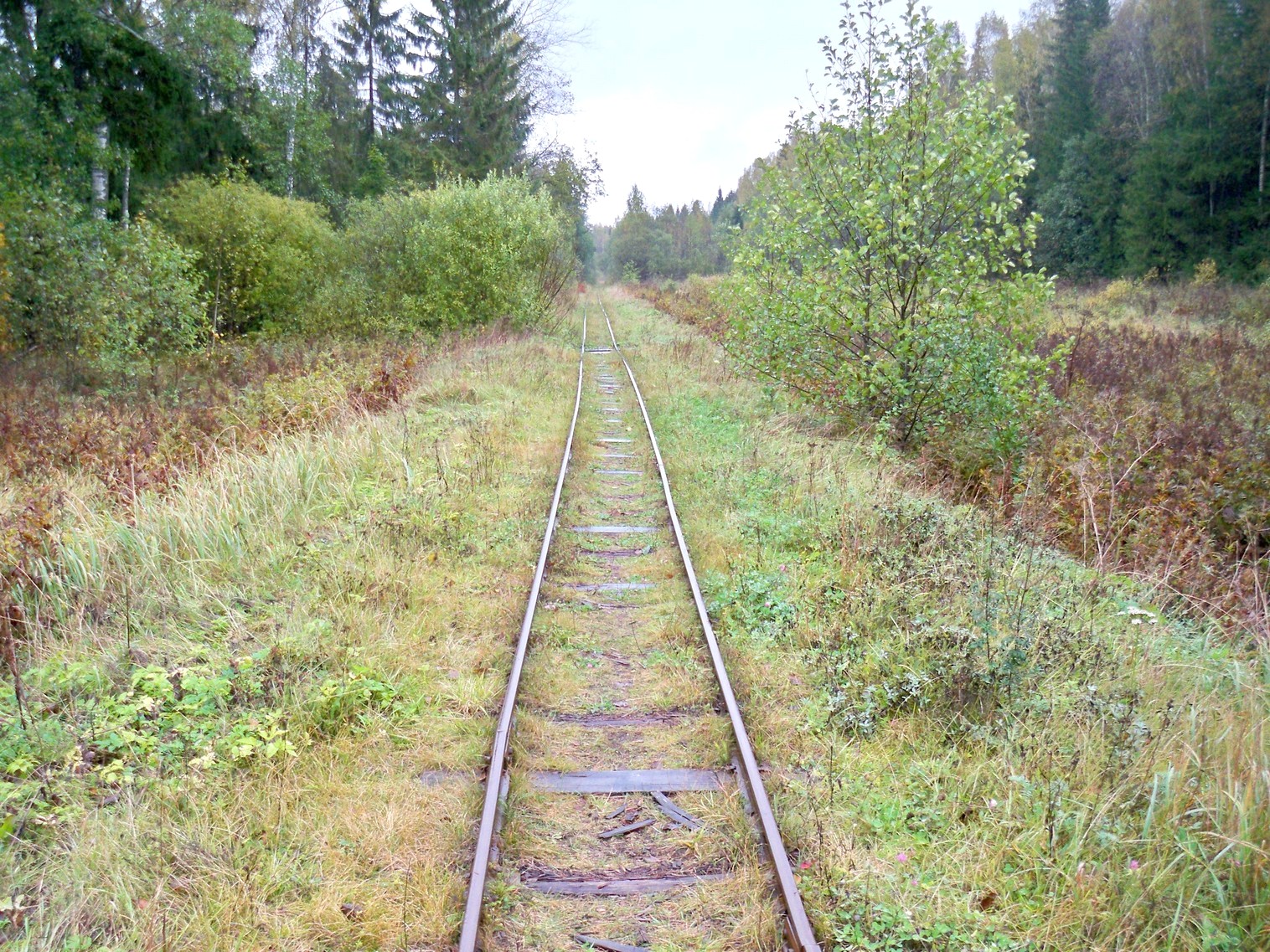Нелидовская узкоколейная железная дорога 
  —  фотографии, сделанные в 2012 году (часть 10)