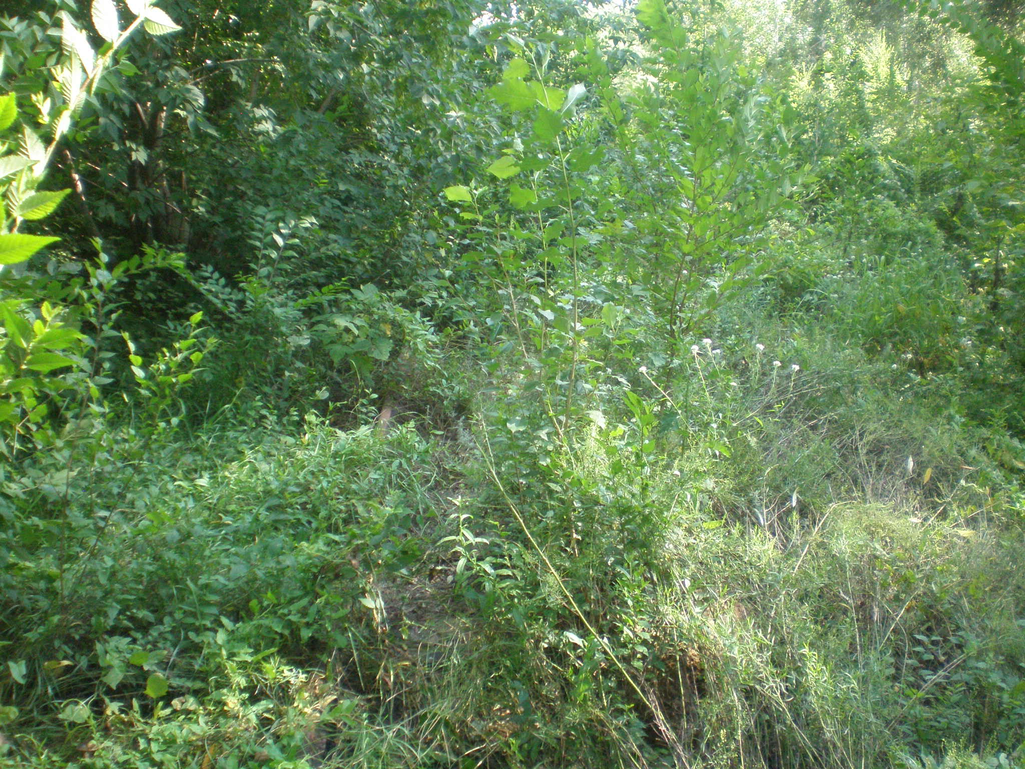 Павлодарская детская железная дорога  —  фотографии, сделанные в 2009 году (часть 5)