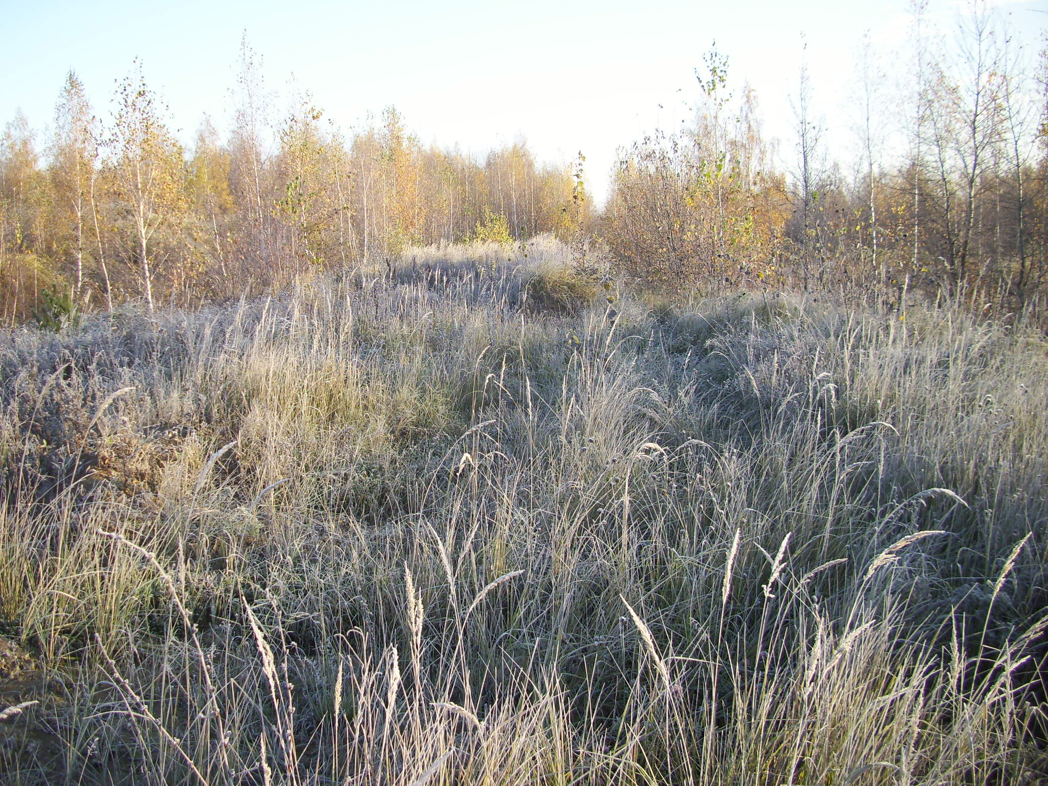 Узкоколейная железная дорога исправительной колонии ЯИ-22/5 (посёлок Нарышкино) —  фотографии, сделанные в 2011 году (часть 1)